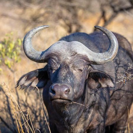 The Springbok Lodge ليديسميث المظهر الخارجي الصورة