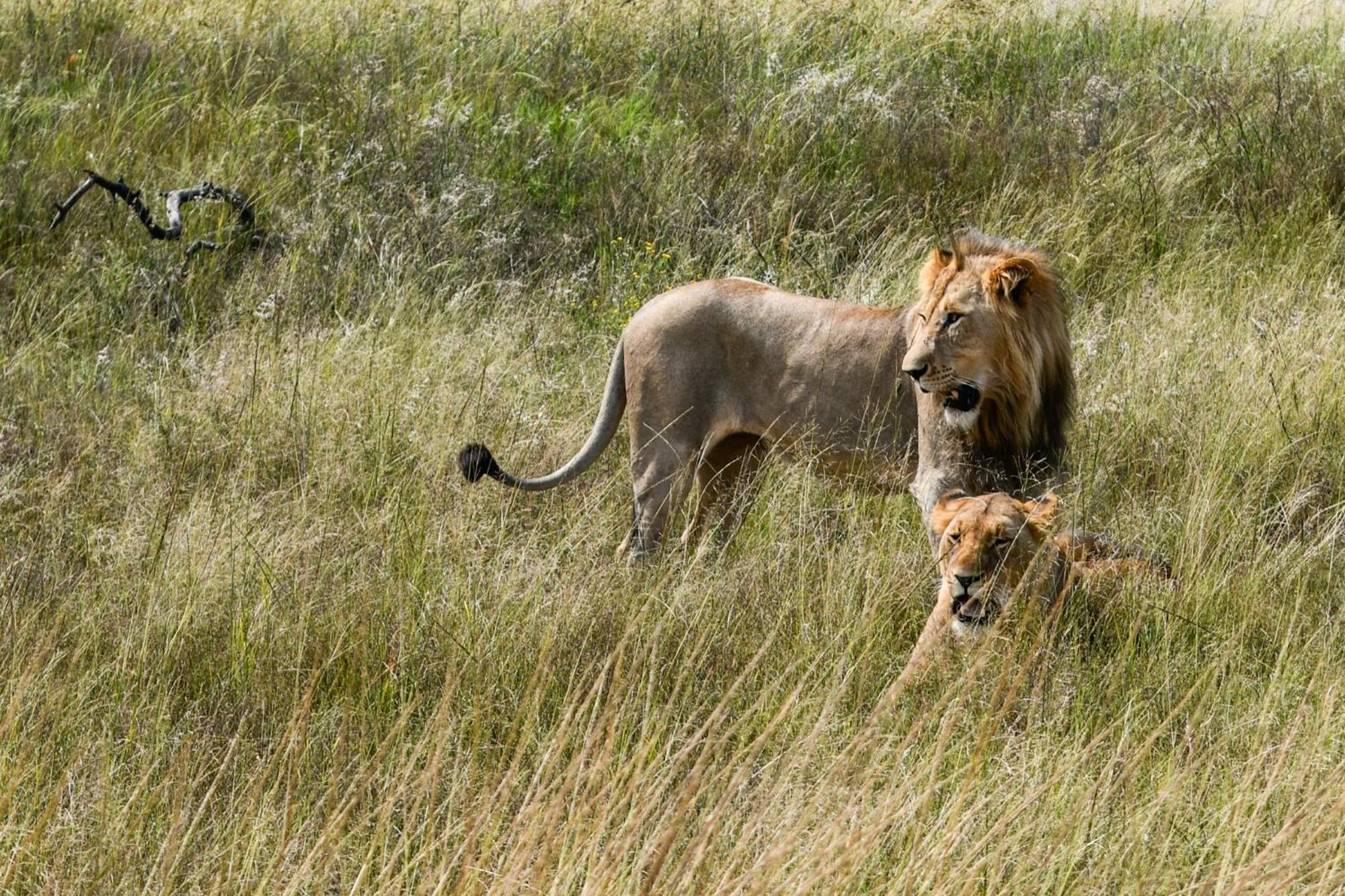 The Springbok Lodge ليديسميث المظهر الخارجي الصورة