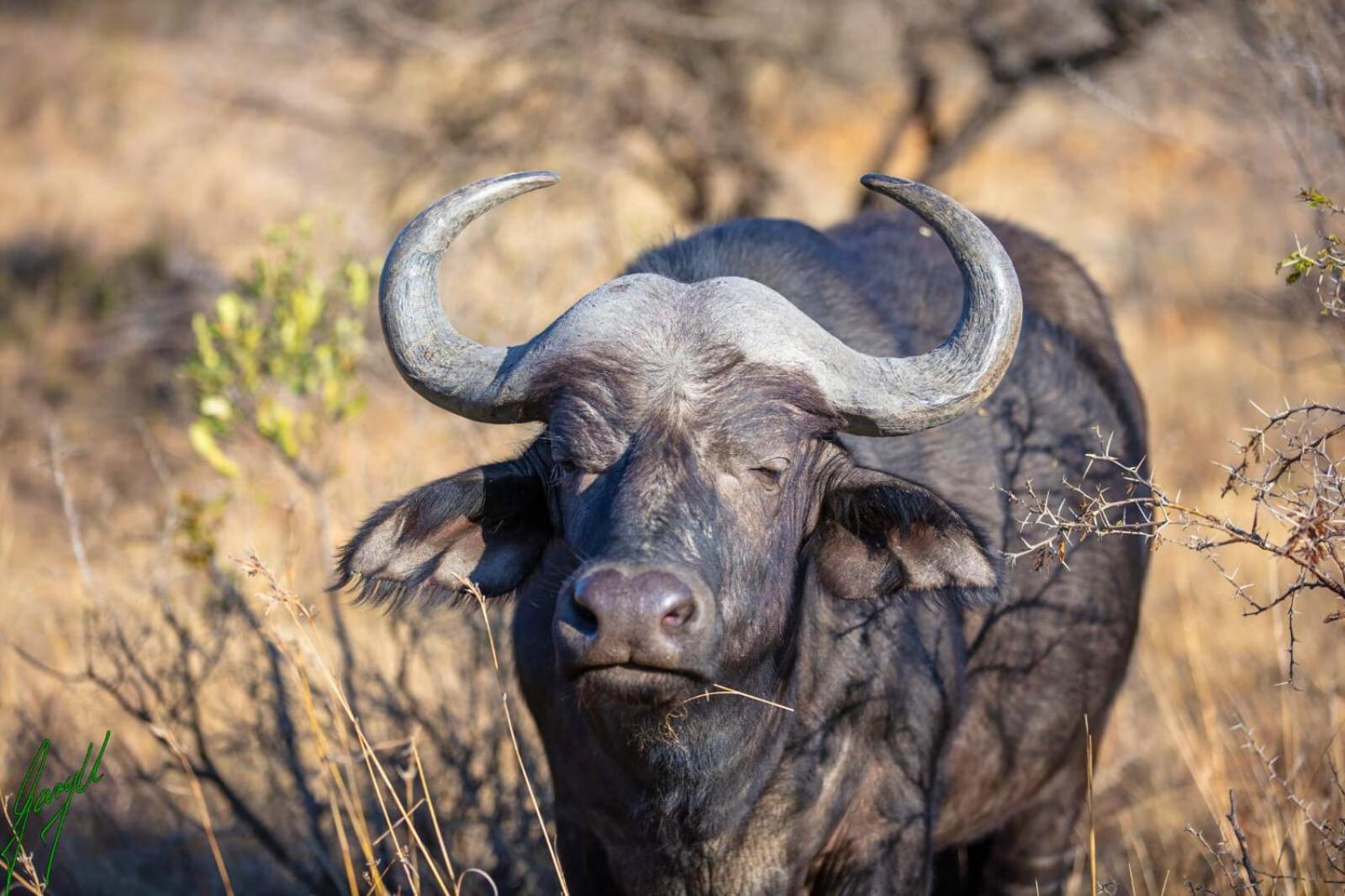 The Springbok Lodge ليديسميث المظهر الخارجي الصورة